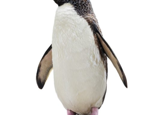 OdySea Aquarium Hosts ‘Penguin Party’ to Celebrate African Penguins This Fall Break