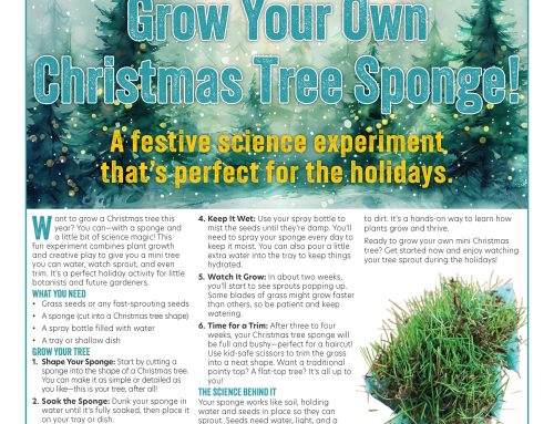 Grow Your Own Christmas Tree Sponge! An easy, kid-friendly science experiment that’s perfect for the holidays.